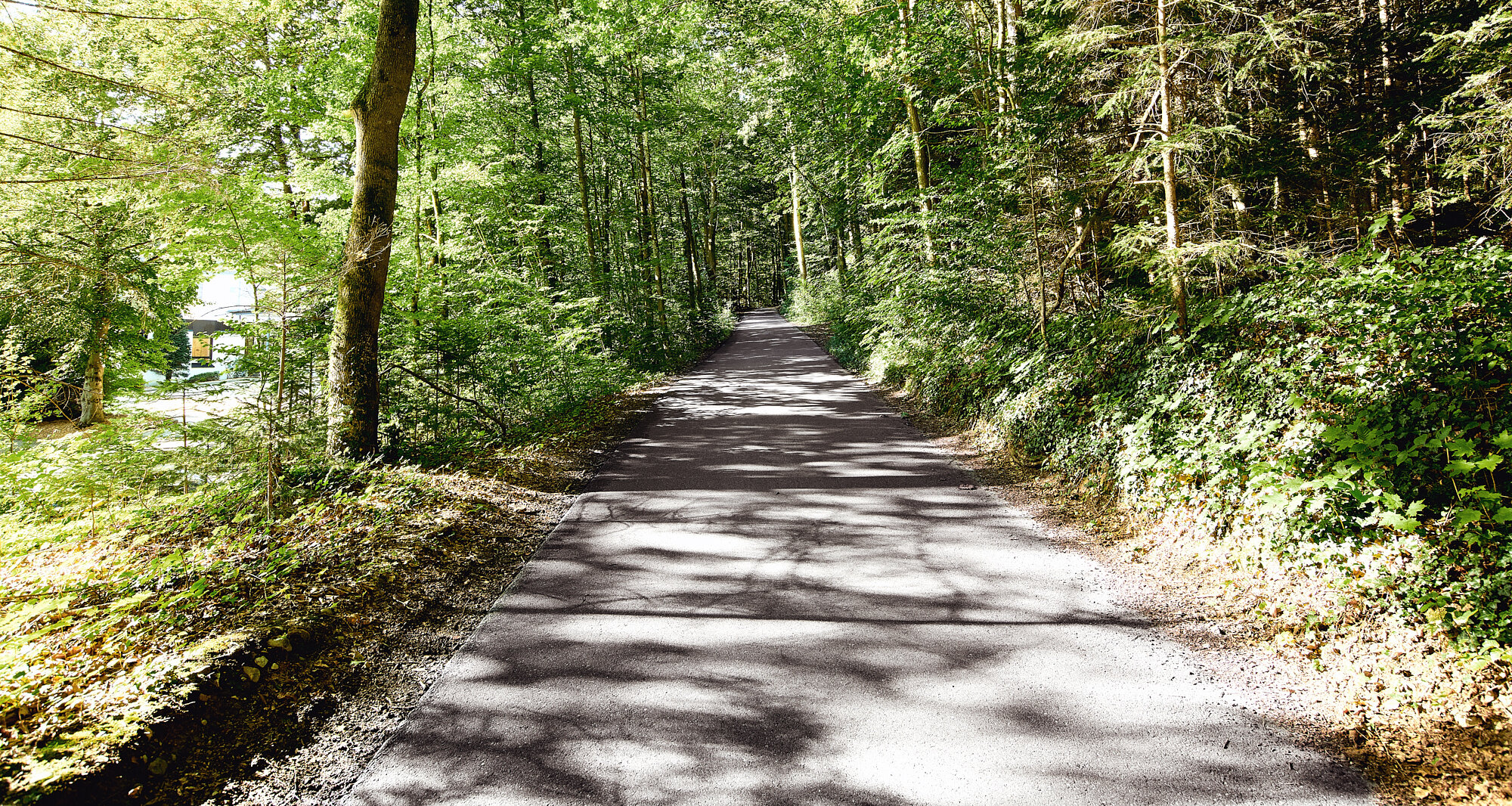 Baumgesäumte Zufahrtsstraße zur Akademie Westerham durch den Wald bei sonnigem Wetter