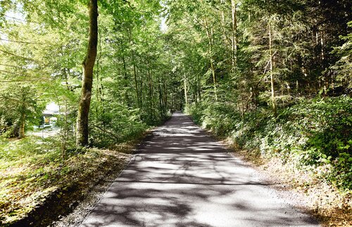 Sonnendurchfluteter Waldweg in der Umgebung der Akademie Westerham, ideal für Spaziergänge und Ausflüge in die Natur