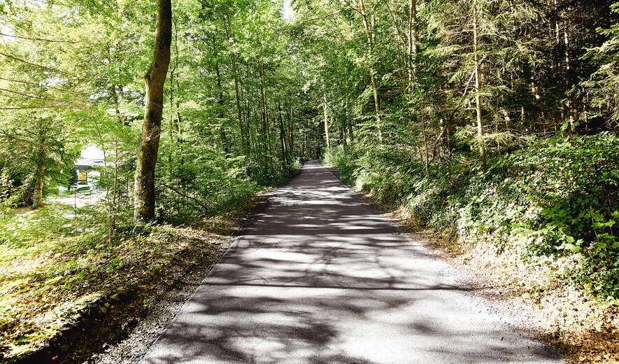 Waldweg mit sonnendurchflutetem Blätterdach in ruhiger Naturumgebung