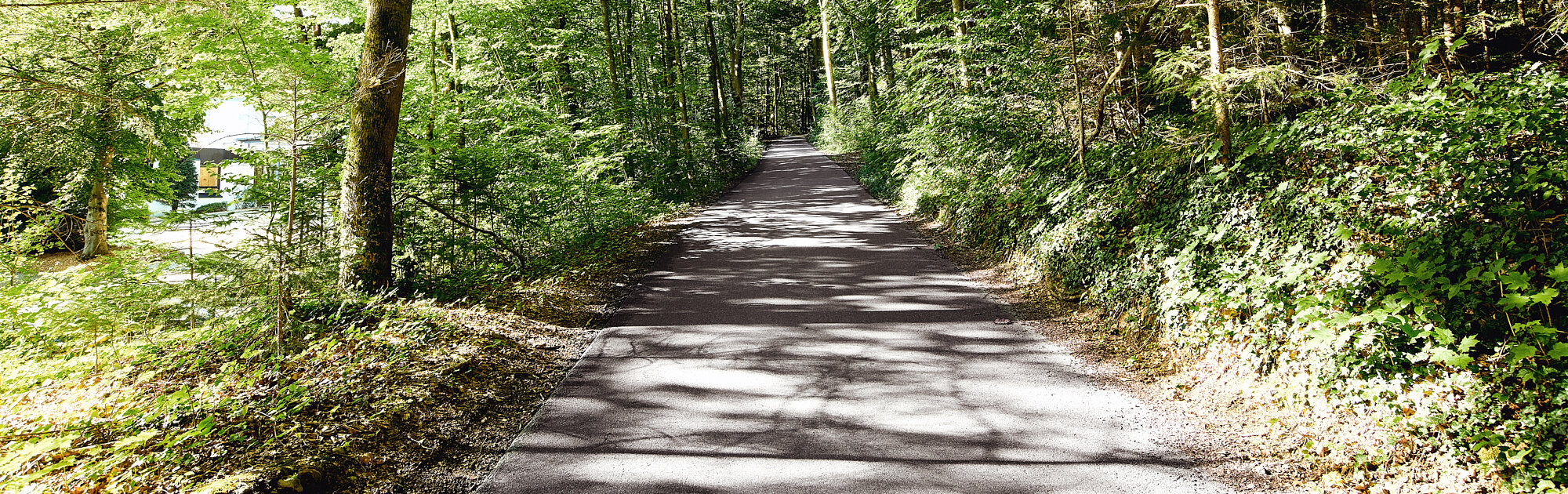Waldweg mit sonnendurchflutetem Blätterdach in ruhiger Naturumgebung