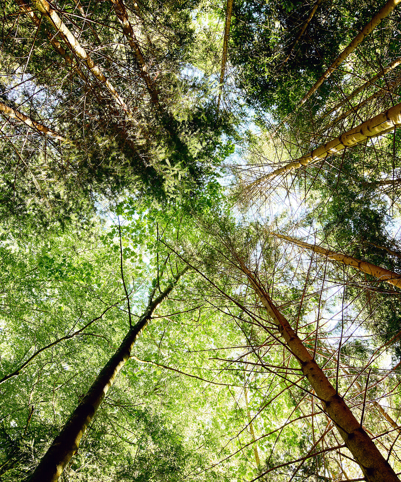 Blick nach oben in den Wald mit hohen, sonnendurchfluteten Bäumen rund um die IHK Akademie Westerham – Symbol für Ruhe, Natur und inspirierende Lernumgebung