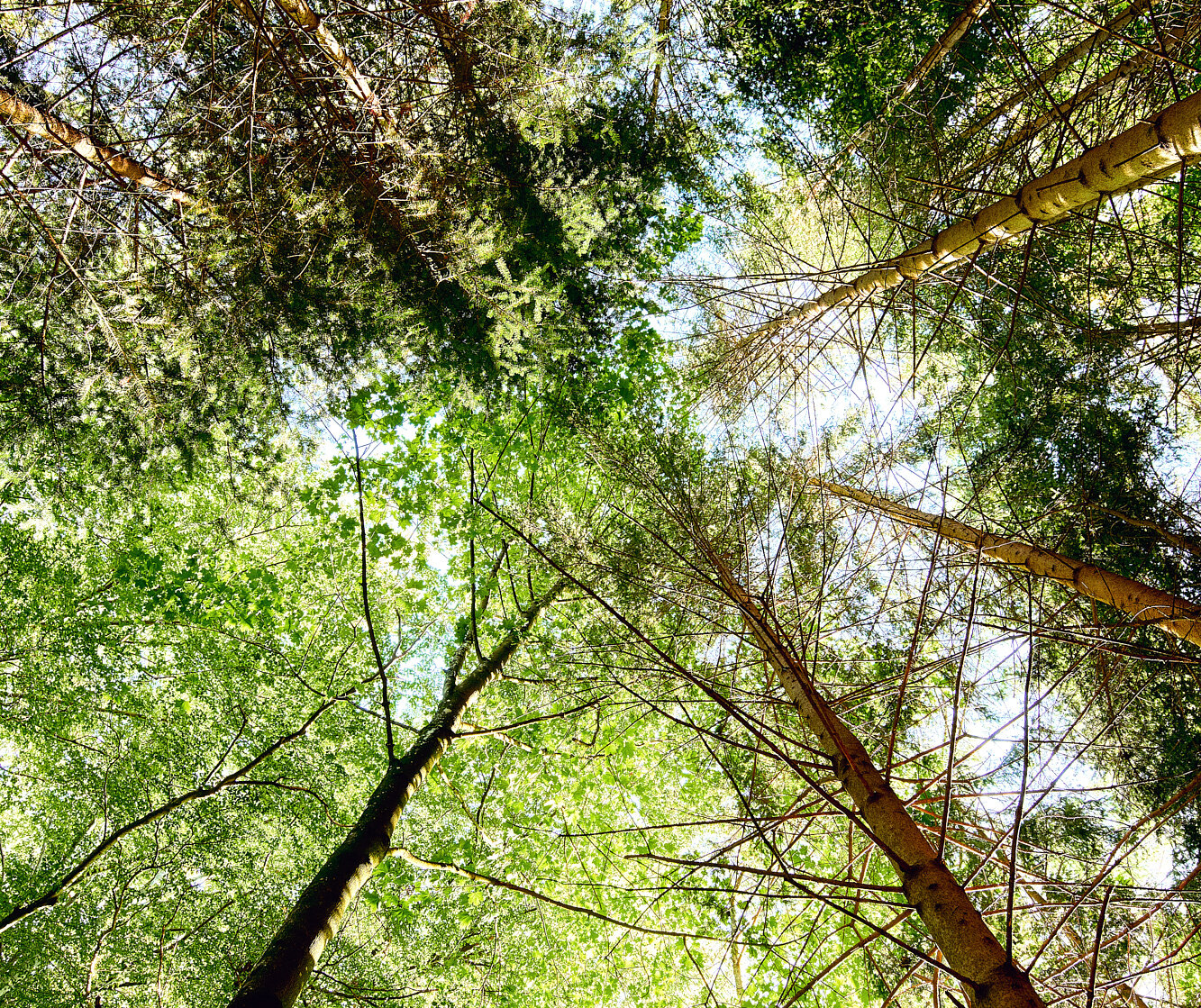 Blick nach oben in einen dichten Wald mit hohen grünen Bäumen und Sonnenlicht zwischen den Blättern