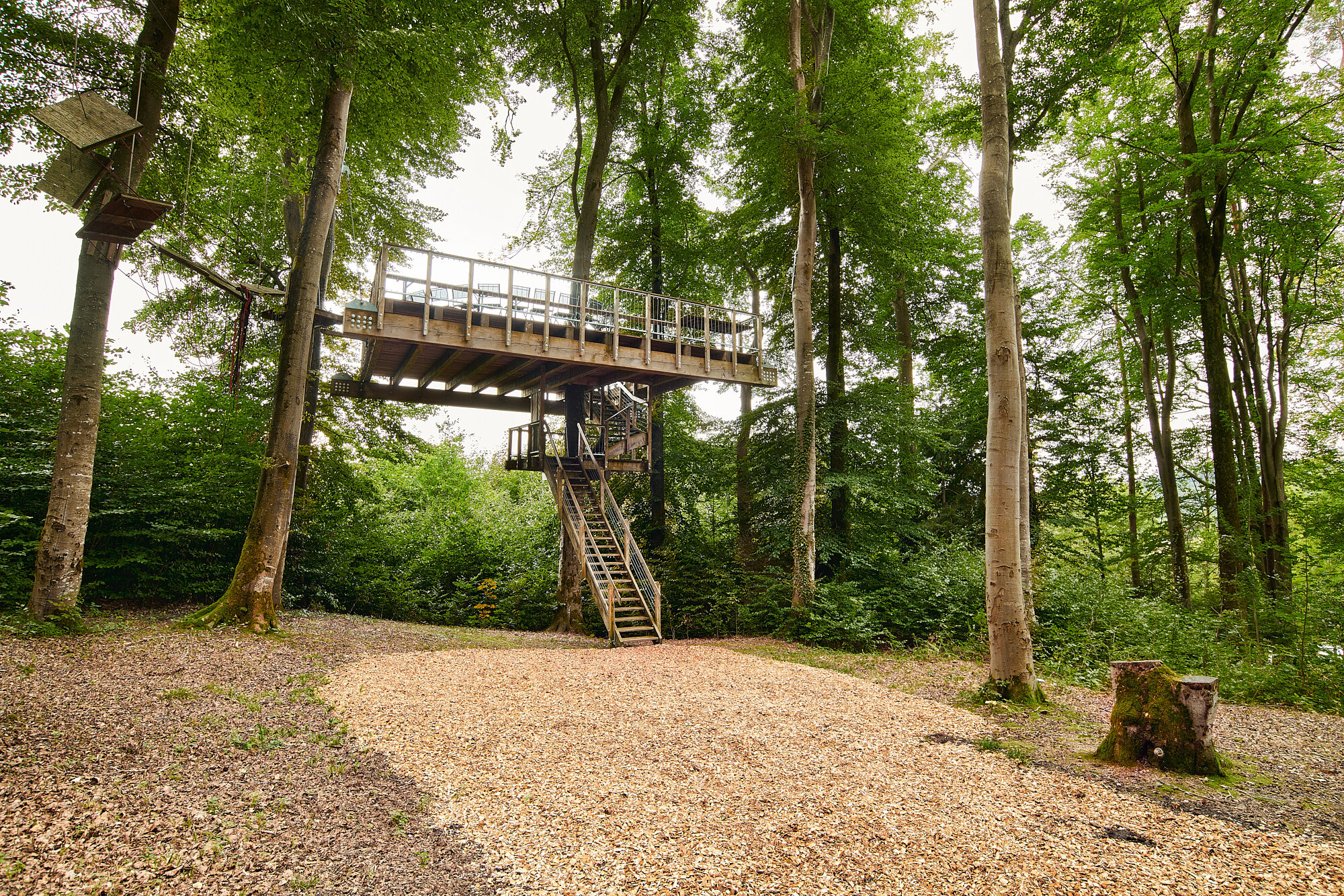 Holzplattform zwischen hohen Bäumen im Westerhamer Akademiewald – Ort für Seminare und Teamtrainings der IHK Akademie Westerham