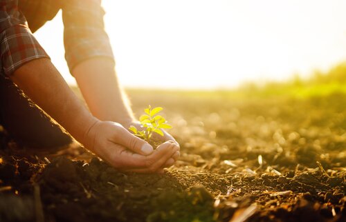 Person pflanzt einen kleinen grünen Setzling in lockere Erde bei Sonnenlicht – Symbol für Nachhaltigkeit
