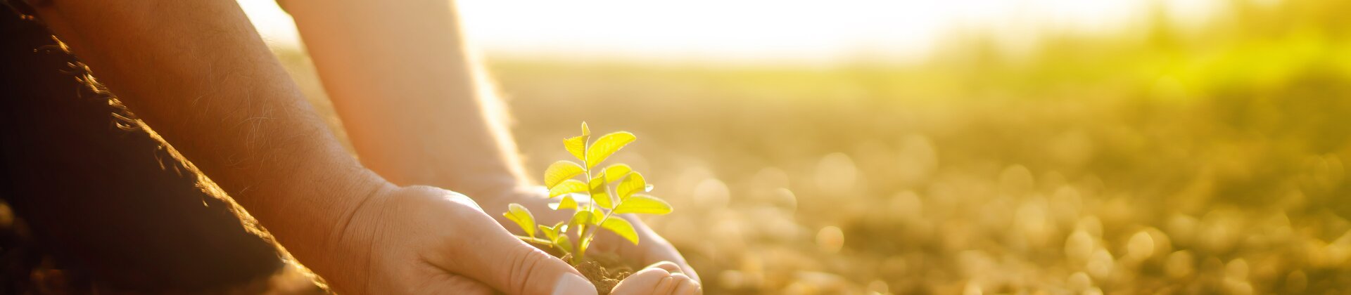 Pflanze wird bei Sonnenaufgang in fruchtbare Erde gesetzt
