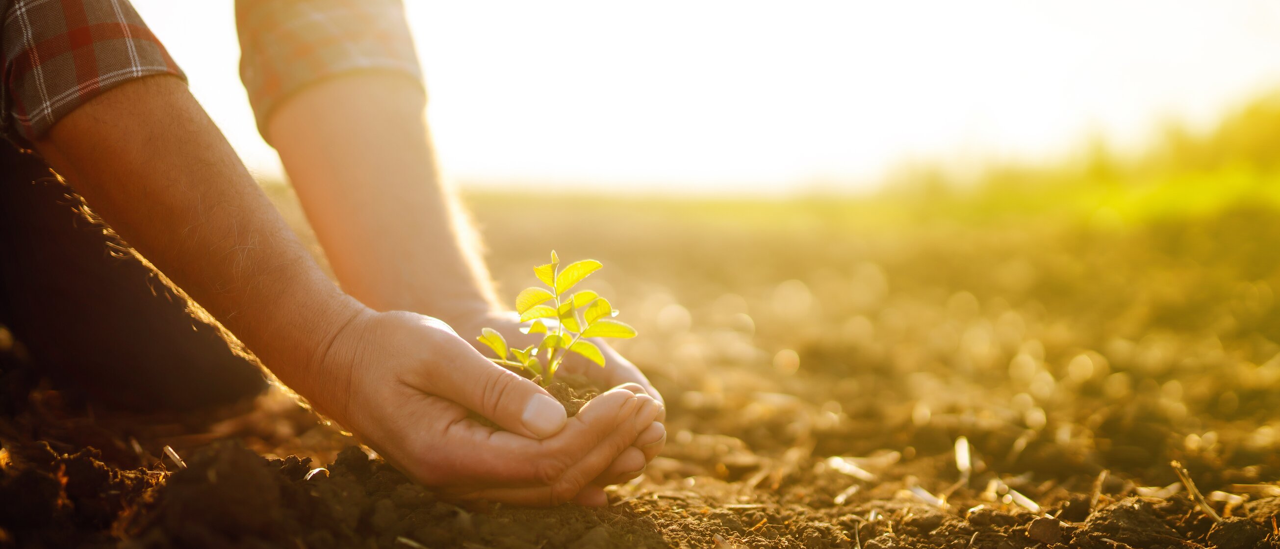 Hände pflanzen einen jungen Setzling in die Erde – Sinnbild für nachhaltiges Wachstum und Verantwortung, wie sie in den Weiterbildungen zu Nachhaltigkeit und CSR der IHK Akademie München vermittelt werden.